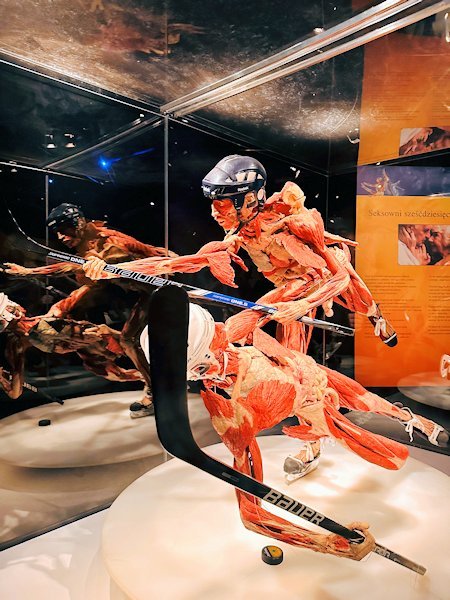 Wycieczka na wystawę Body Worlds - Circle of Life